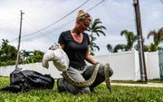 10-day 2022 Florida Python Challenge kicks off Friday